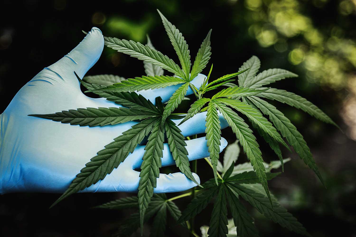 CBD in the news: USPS Publishes Guidelines for Mailing CBD